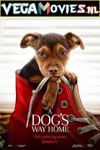 A dogs way home 2019 - vegamovies, VegaMoviesv.com
