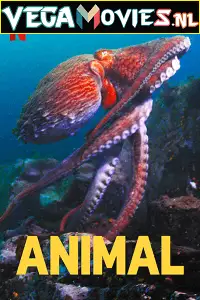 Animal 2021 - vegamovies, VegaMoviesv.com