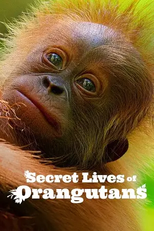 Secret lives of orangutans - vegamovies, VegaMoviesv.com